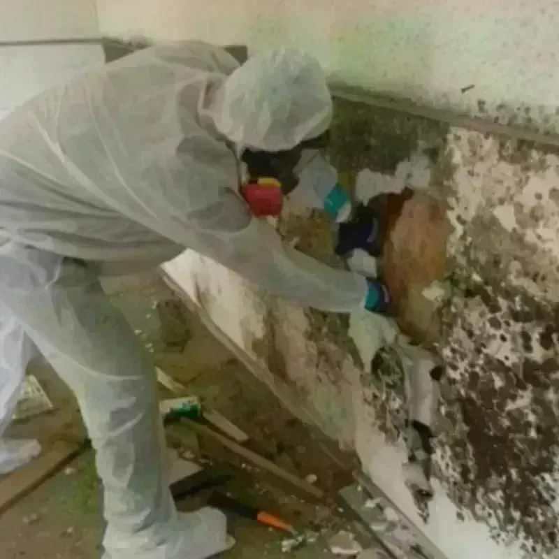 Mold Remediation and Removal in Larned, KS